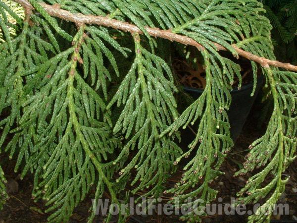 Spring Twig<br>(Location of Picture: Nursery, Woodstock, Il, USA, 06)