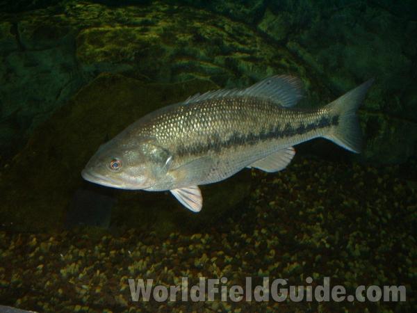 Aquarium View - Angle View<br>(Location of Picture: Outdoor World, Gurnee, Illinois '06)