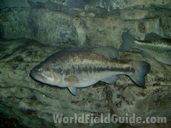 Aquarium View - Side View<br>(Location of Picture: Outdoor World, Gurnee, Il, 06)