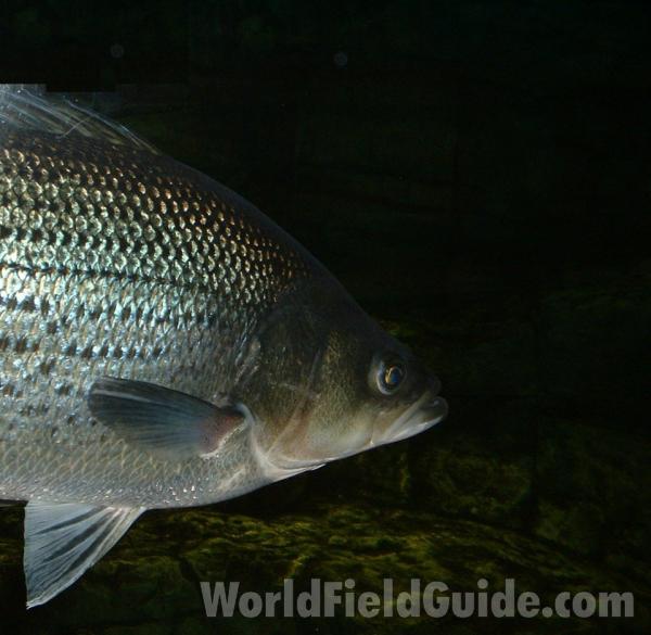 Aquarium View - Head View<br>(Location of Picture: Outdoor World, Gurnee, Fall 2006)