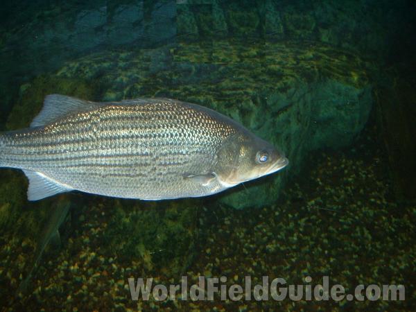 Aquarium View - Side View<br>(Location of Picture: Outdoor World, Gurnee, Fall 2006)