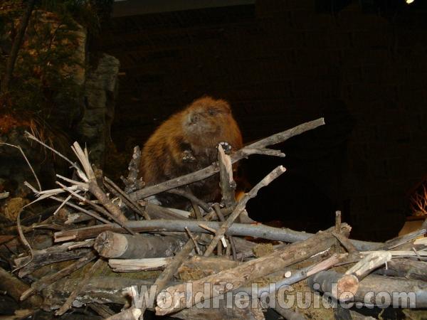In Artifical Habitat - Mounted Specimen<br>(Location of Picture: Outdoor World, Gurnee, 2006)
