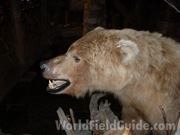 Side View 0f Head - Mounted Specimen<br>(Location of Picture: Outdoor World, Gurnee, 2006)
