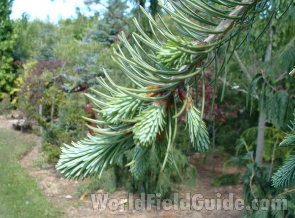 Spring Growth<br>(Location of Picture: Nursery, Woodstock, Il, USA, 2006)