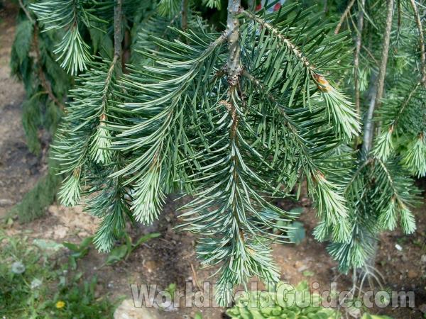 Twig and Needles<br>(Location of Picture: Nursery, Woodstock, Il, May 20, 06)