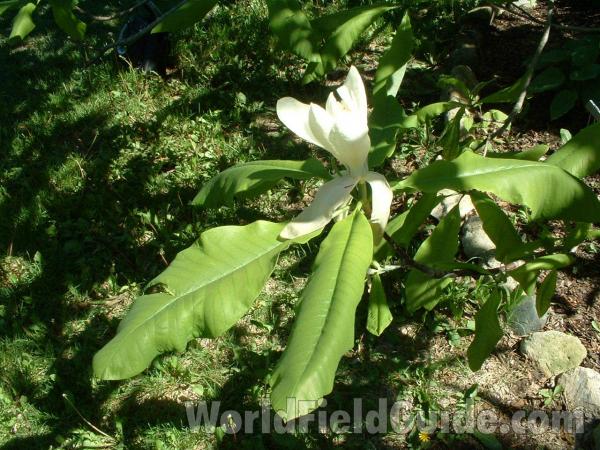 Leaf<br>(Location of Picture: Nursery - Woodstock, Illinois, 2006)