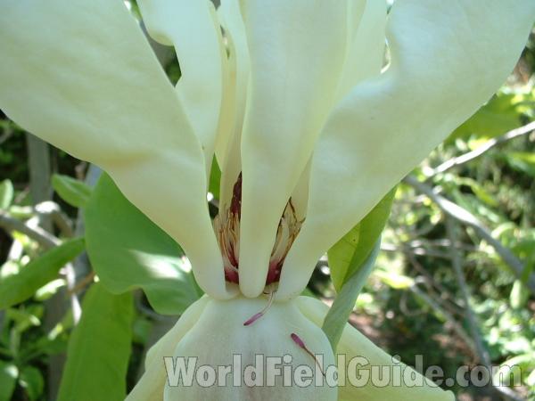 Flower - Close View Of Flower Base<br>(Location of Picture: Nursery - Woodstock, Illinois, 2006)