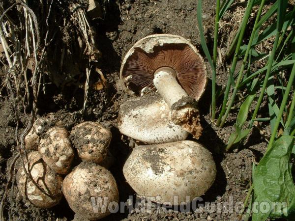 Unusual May 20 Emergence<br>(Location of Picture: Yard At Round Lake, May 20, 2006)