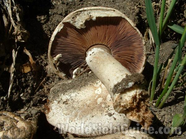Close View Of Gills<br>(Location of Picture: Yard At Round Lake, May 20, 2006)