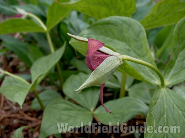 Flower - Back View<br>(Location of Picture: Garden, Volo State Park, May 10, 06)