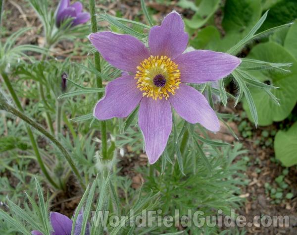 Flower and Leaves<br>(Location of Picture: Garden, Volo Bog, May 20, 2006)