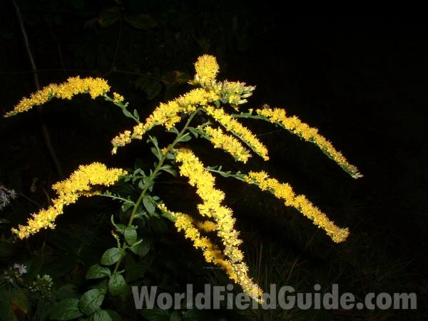 Top Of Plant in  Bloom<br>(Location of Picture: Yard, Round Lake, Il, USA, Sept 10)