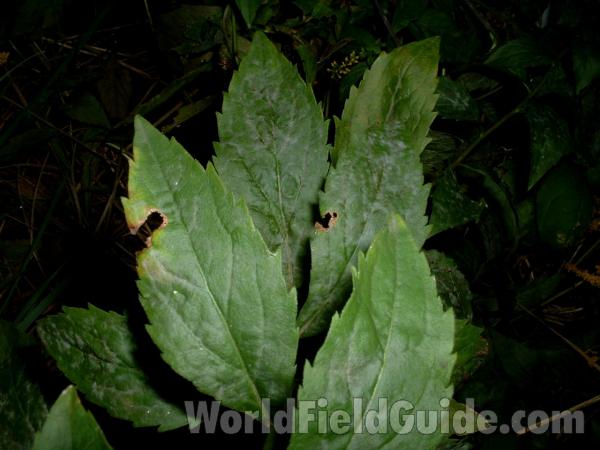 Lower Leaves<br>(Location of Picture: Yard, Round Lake, Il Sept 10, 2006)