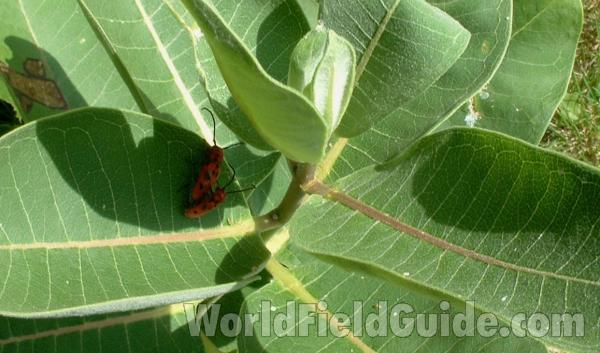 Pair On Asclepias Syriaca - Closer View<br>(Location of Picture: Round Lake, Il, Late July, USA)