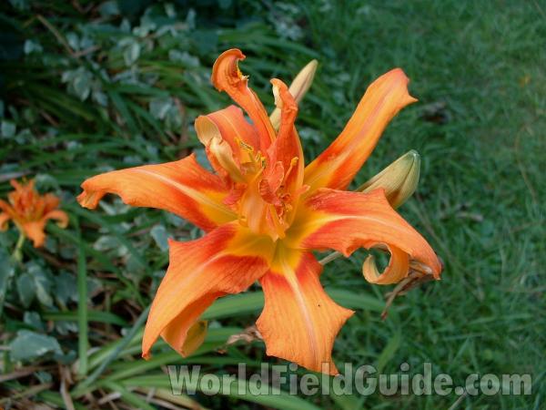 Flower - Front View<br>(Location of Picture: Round Lake, Illinois, July 2006)
