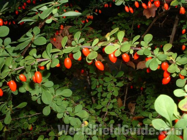 Fall Berries<br>(Location of Picture: Yard, Round Lake, Il, Oct 10, 2006)