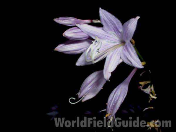 Flower - Close View<br>(Location of Picture: Garden, Round Lake, Il, USA, 2006)