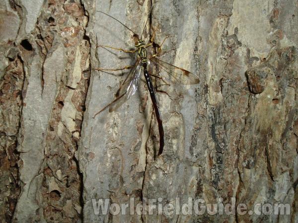 Male<br>(Location of Picture: Round Lake, Il, USA, June 5, 2006)