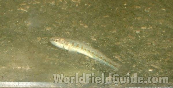 Aquarium - Side View<br>(Location of Picture: Round Lake, Il, Jan 10, 2007)