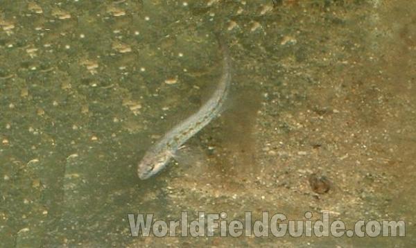 Aquarium - Swimming<br>(Location of Picture: Round Lake, Il, Jan 10, 2007)