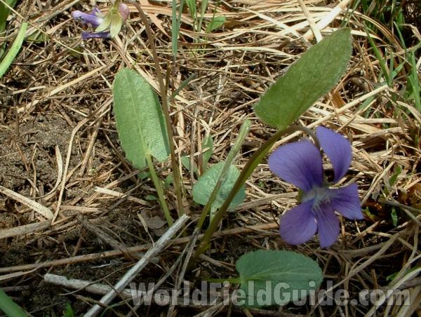 Silhouette - Early Leaves<br>(Location of Picture: Chiwaukee Prairie, Wi, USA, May 10)