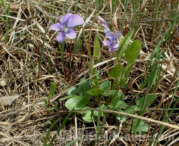 Early Leaves<br>(Location of Picture: Chiwaukee Prairie, Wi, USA, May 10)