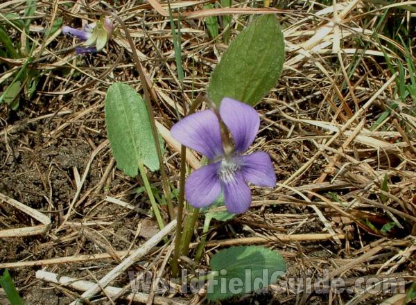 Flower<br>(Location of Picture: Chiwaukee Prairie, Wi, USA, May 10)