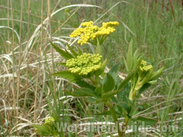 Top Of Plant in  Bloom<br>(Origin of the Specimen: Chiwaukee Prairie, Wi, May 10, 2007)