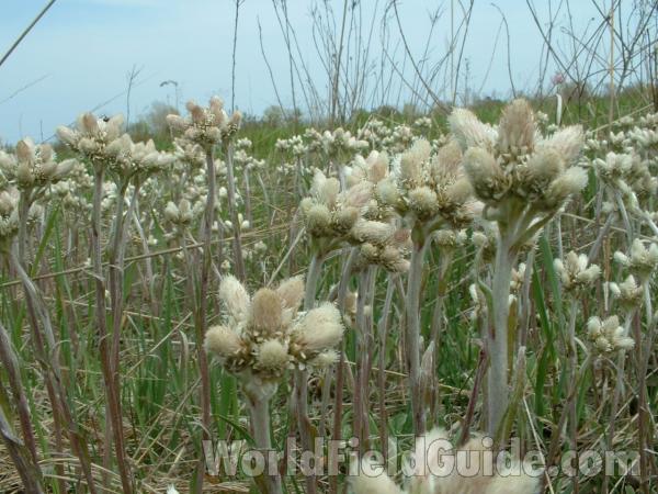 Top Of Plant in  Bloom<br>(Location of Picture: Chiwaukee Prairie, Wi, USA, 2007)