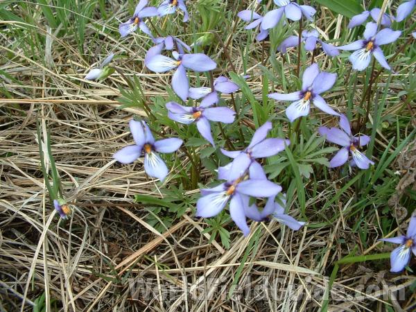 Habitat View<br>(Location of Picture: Chiwaukee Prairie, Wi, USA, May 10)