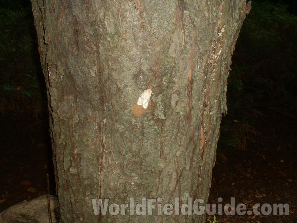 On Flowering Apple, Female With Egg Case<br>(Location of Picture: Mchenry, Il, July 25, 2007)