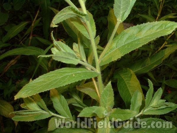 Leaves and Stem<br>(Location of Picture: Round Lake, Il, July 27, 2007)