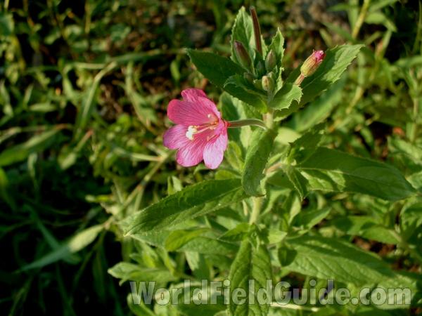 Top Of Plant in  Bloom<br>(Location of Picture: Round Lake, Il, July 27, 2007)