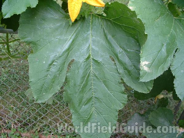 Leaf
