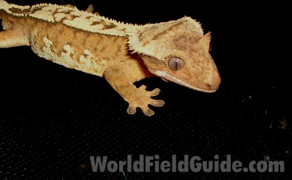 Close View Of Head<br>(Location of Picture: Reptile Show, Lake Co, Il, USA, '07)