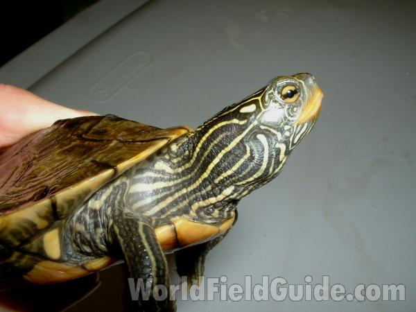 Side View Of Head and Neck - 5 in ch Specimen<br>(Location of Picture: Reptile Show, Lake Co, Il, USA, '07)