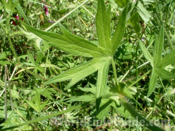 Leaf<br>(Location of Picture: Garden, Harvard, Il, USA, 2008)