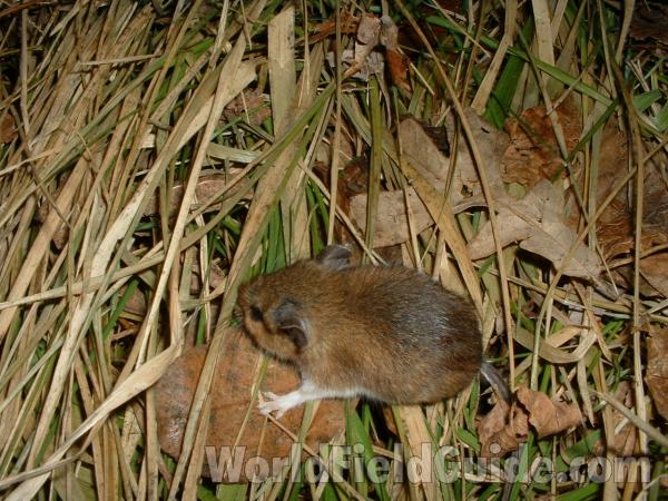 Dorsal View in  Habitat<br>(Location of Picture: Round Lake, Illinois, USA, Feb '09)