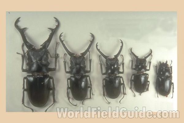 Four Males and Female<br>(Origin of the Specimen: Khasi Hills, India)