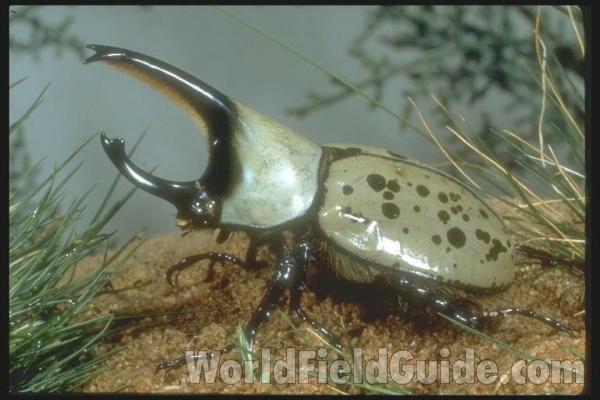 Habitat - Posed<br>(Origin of the Specimen: Arizona, USA)