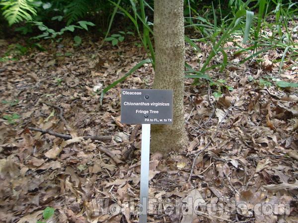 Trunk<br>(Location of Picture: Abg, Atlanta, Georgia, USA)