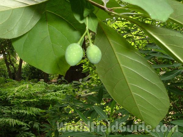 Leaves and Fruit<br>(Location of Picture: Abg, Atlanta, Georgia, USA)