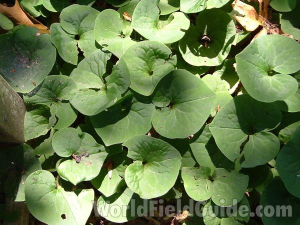 Leaves<br>(Location of Picture: Abg, Atlanta, Georgia, USA)