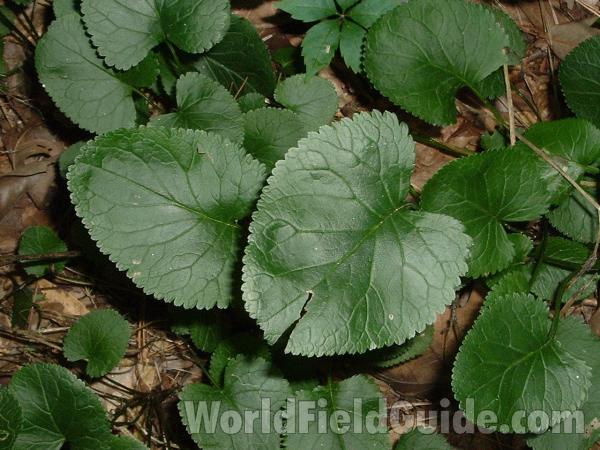 Basal Leaves<br>(Location of Picture: Abg, Atlanta, USA, July 1, '05)