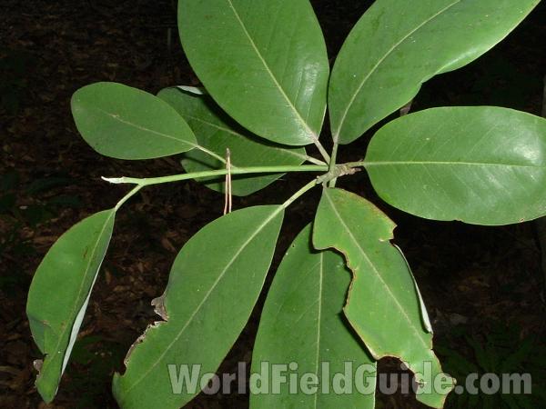 Leaves<br>(Location of Picture: Abg, Atlanta, Ga, USA, July 1, '05)