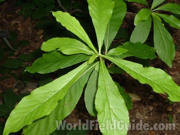 Leaves<br>(Location of Picture: Abg, Atlanta, Ga, USA, July 1,05)