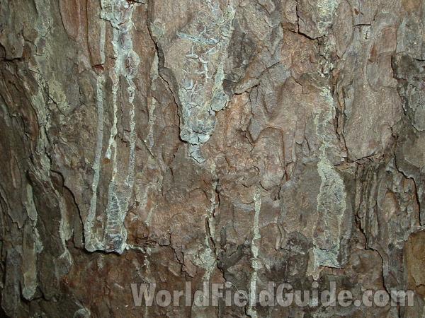 Bark<br>(Location of Picture: Abg, Atlanta, Ga, USA, July 1, '05)