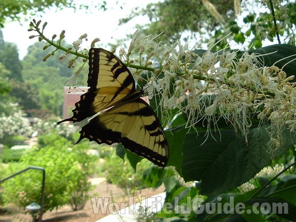 Male On Flowers<br>(Location of Picture: Atlanta Botanic Garden, Georgia)