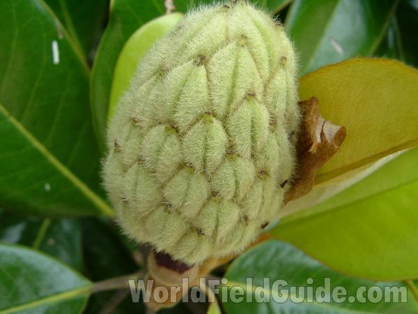 Young Fruit<br>(Location of Picture: Abg, Atlanta, Georgia, July 1, 2005)