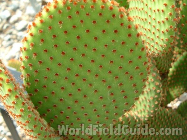 Close View Of Pad<br>(Location of Picture: Atlanta Botanic Garden, Ga, USA)